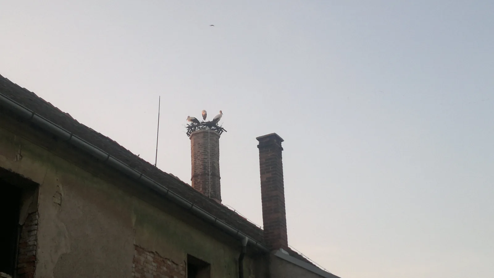 Čápi na obou komínech pivovaru. Fotografie majitelů pivovaru.
