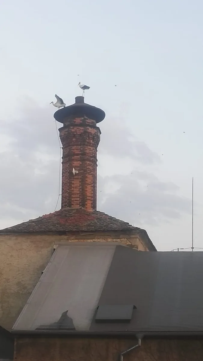 Čápi na hnízdě varny. Fotografie majitelů pivovaru.